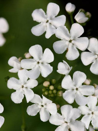 Brunnera macrophylla 'Betty Bowering' Kaukasus-Vergissmeinnicht