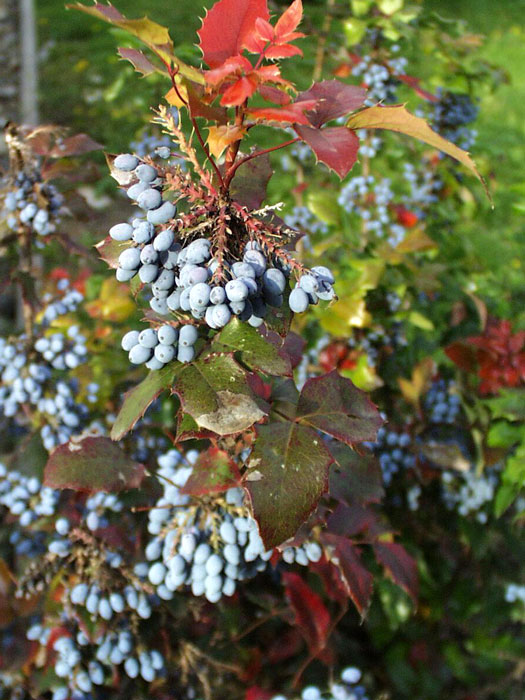 Mahonia aquifolium 'Apollo', Zwergmahonie