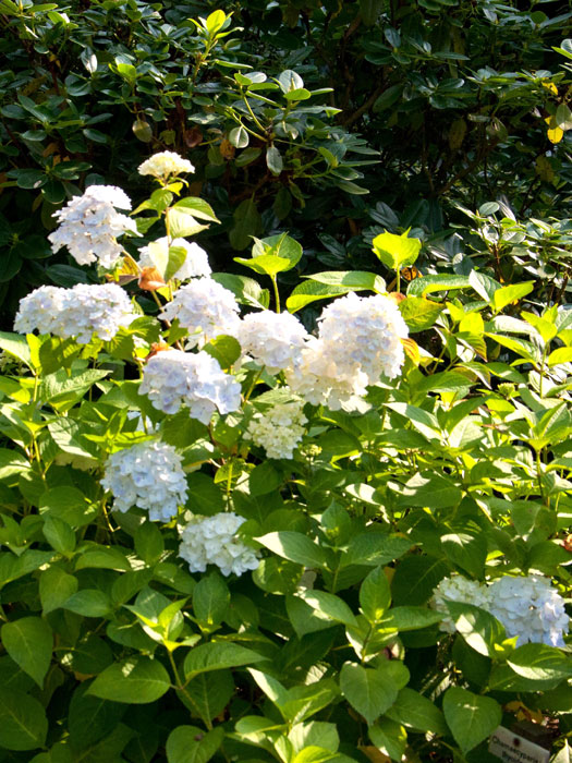 Hortensie Endless Summer The Bride