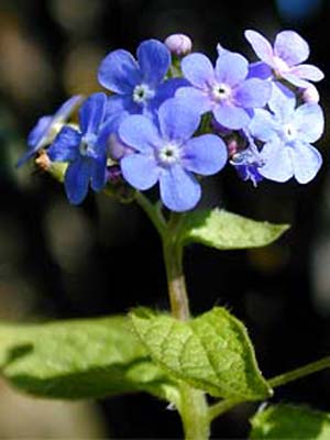 Brunnera macrophylla, Kaukasus-Vergissmeinnicht