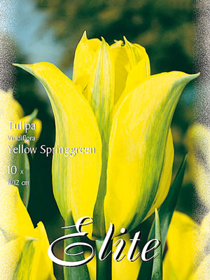 Viridiflora Tulpe 'Yellow Springgreen' (Art.Nr. 595626)