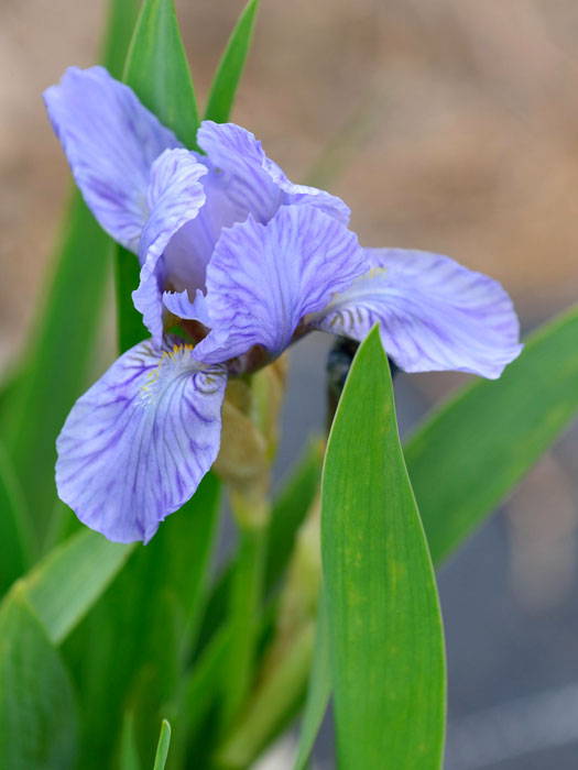 Iris x barbata-nana 'Blue Denim', Zwerg-Schwertlilie, Zwerg-Bartiris