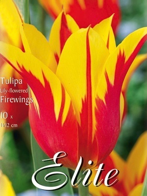 Lilienblütige Tulpe 'Firewings' (Art.Nr. 595460)