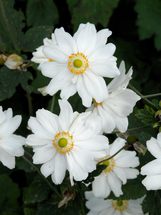 Attraktive Blüte der Herbstanemone 'Honorine Jobert'