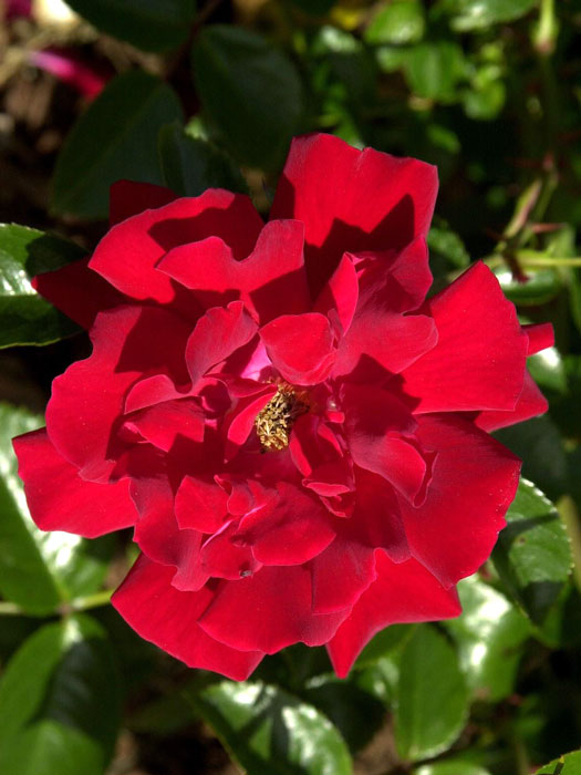 Blüte der Rose Mainaufeuer