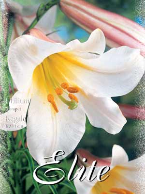 Trompeten-Lilien-Hybride 'Regale', Lilium (Art.Nr. 521752)