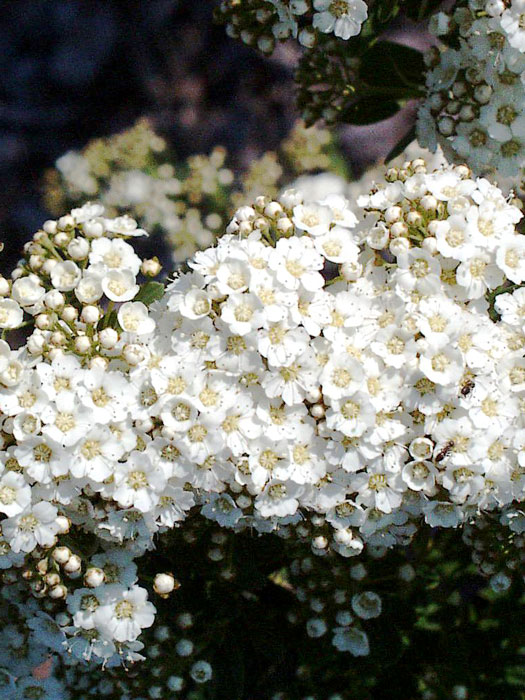 Japanische Strauchspiere Blüte