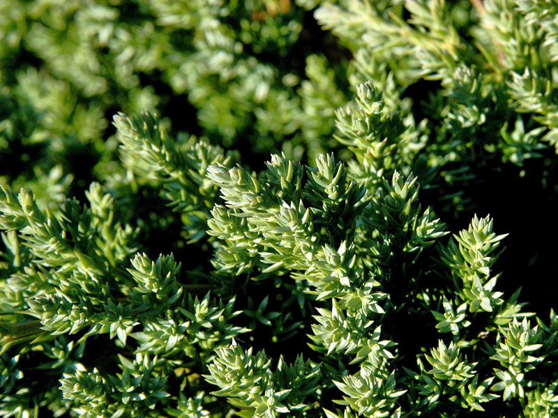 Juniperus procumbens 'Nana', Niedriger Zwerg-Wacholder