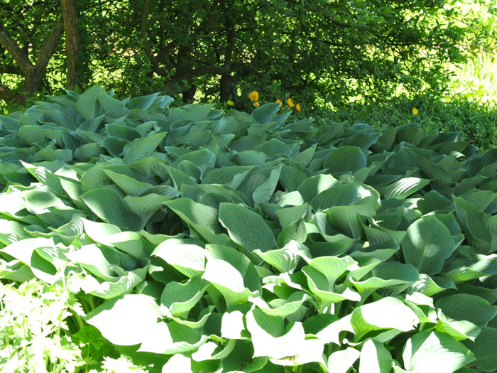 Hosta nigrescens 'Krossa Regal', Große Graublatt-Funkie, Herzblatt-Lilie