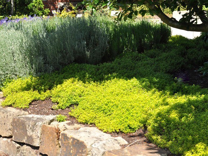 Gelber Zitronenthymian, Thymus citriodorus 'Golden Dwarf'