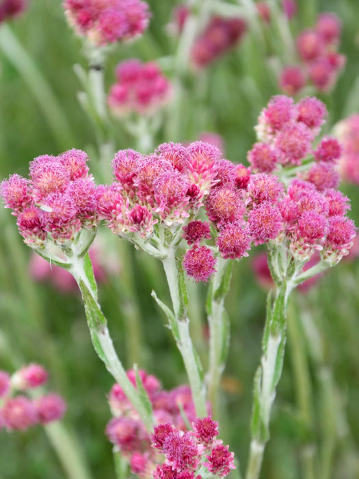 Antennaria dioica 'Rubra' (M), rotes Katzenpfötchen