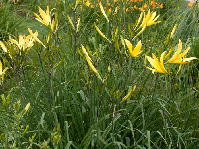 Hemerocallis citrina, Zitronen-Taglilie