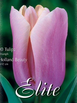 Triumph-Tulpe 'Holland Beauty' (Art.Nr. 595218)