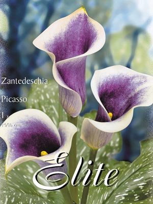 Calla 'Picasso', Zantedeschia (Art.Nr. 522160)