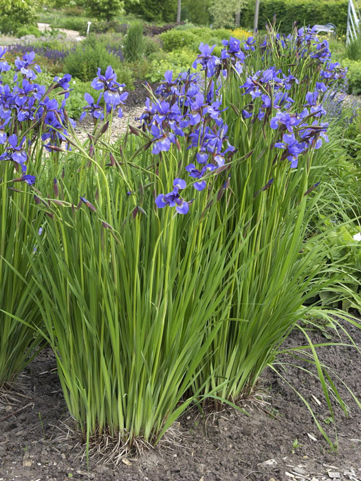 Iris sibirica 'Caesar's Brother', Wiesen-Iris, Wiesen-Schwertlilie