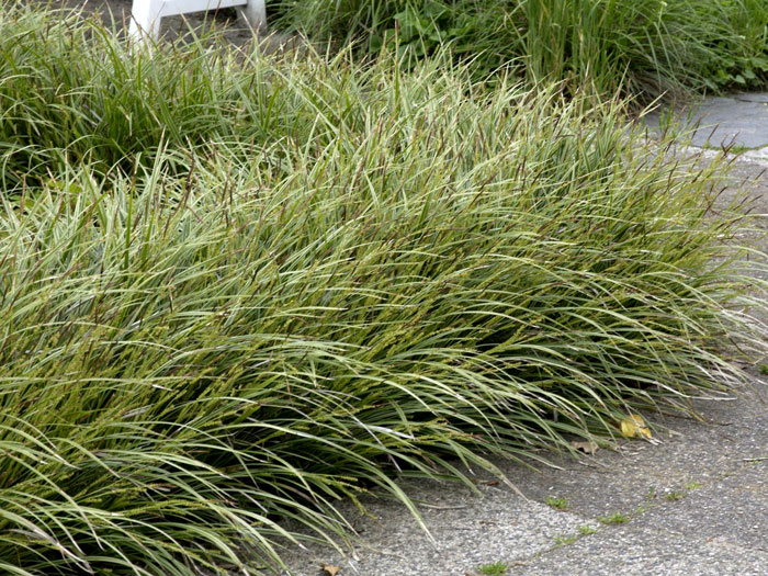 Carex morrowii 'Variegata' (M), Weißrandige Japan-Segge