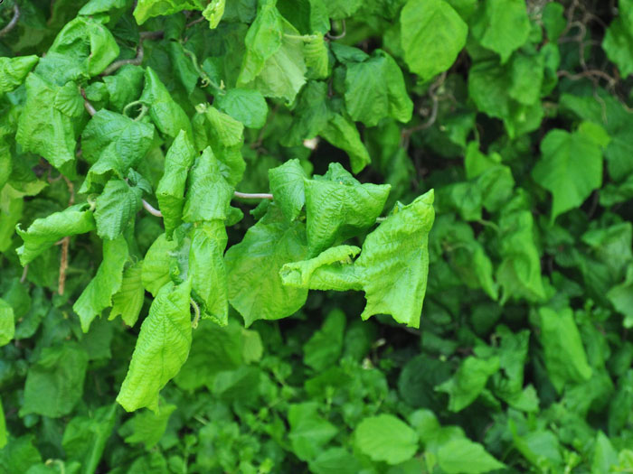 Leich gerolltes, sommergrünes Laub des Strauchs