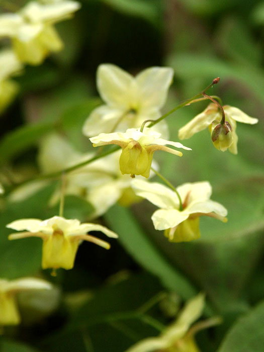 Die bildhübschen Blüten der Schwefel-Elfenblume