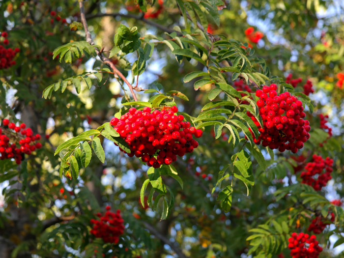 Sorbus aucuparia 'Edulis', Mährische (essbare) Eberesche