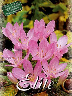 Herbstzeitlose 'Giant', Colchicum (Art.Nr. 596570)