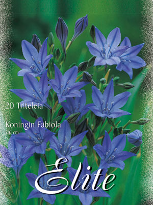 Frühlingsstern 'Königin Fabiola', Titeleia (Art.Nr. 597394)