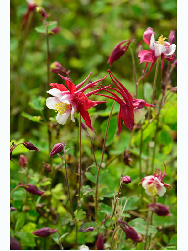 Aquilegia caerulea 'Crimson Star' syn. 'Rotstern', Rote Akelei, nordamerikanische Akelei