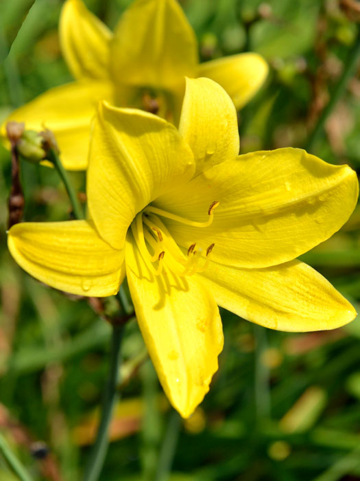 Hemerocallis x cultorum 'Lemon Bells', Garten-Taglilie