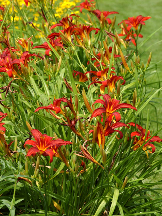 Hemerocallis x cultorum 'Crimson Pirate', Garten-Taglilie