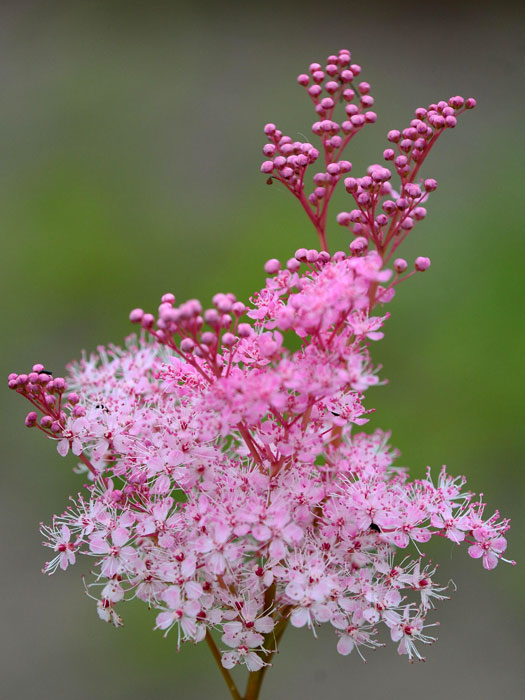 Filipendula rubra 'Venusta', Rosa Mädesüß, Spierstaude