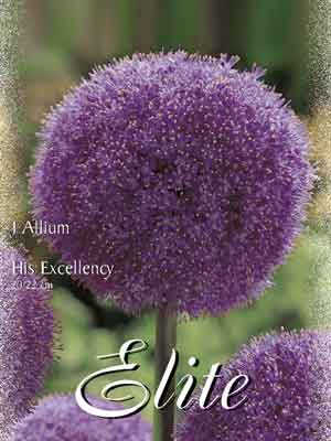 Allium 'His Excellency' (Art.Nr. 596312)