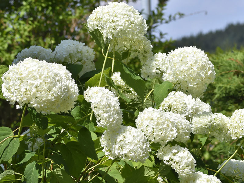 Hortensie Annabelle Strauch