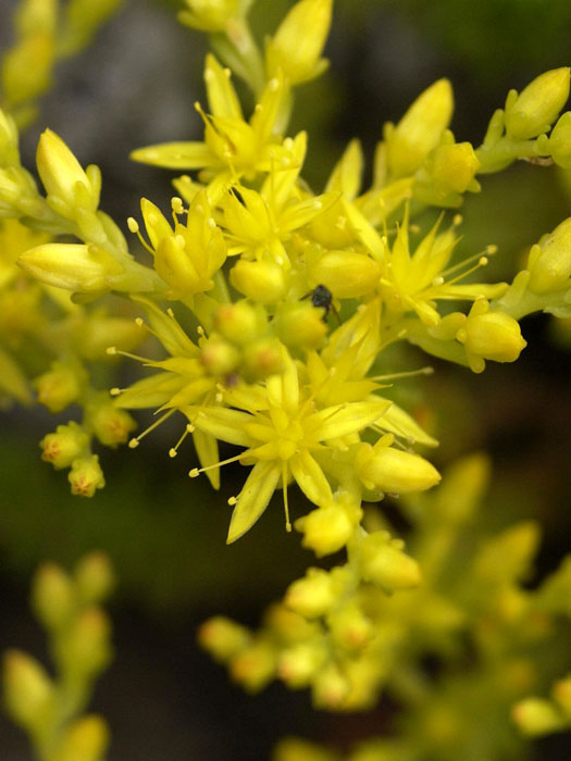 Sedum acre, Scharfer Mauerpfeffer