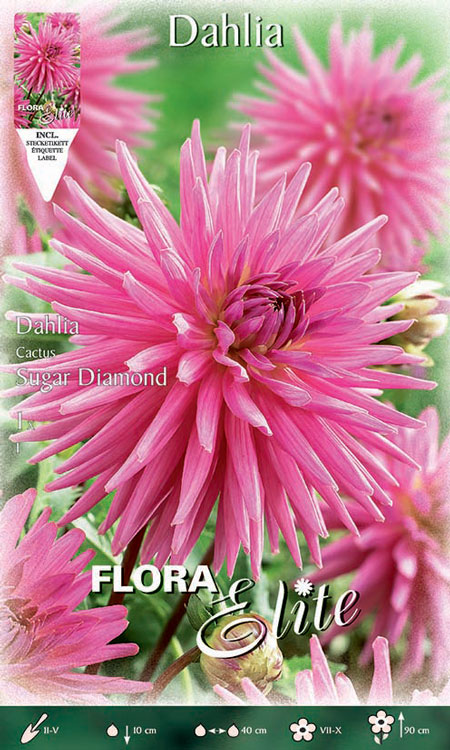 Kaktus-Dahlie 'Sugar Diamont, Dahlia (Art.Nr. 520085)