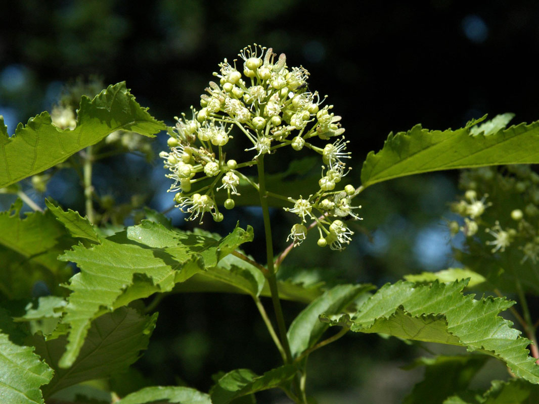 Acer ginnala (syn. tatarica), Feuerahorn