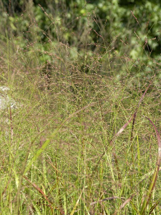 Panicum virgatum 'Rehbraun' (M), Rotbraune Ruten-Hirse