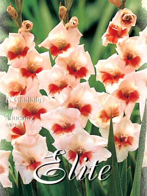 Schmetterlings-Gladiole 'Shocking', Gladiolus (Art.Nr. 521362)