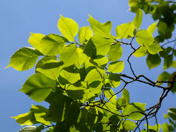 Ulmus glabra, Bergulme