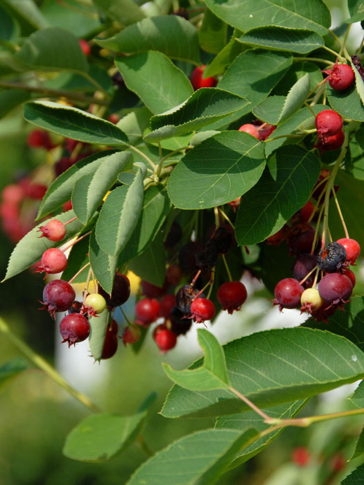 Rote Beeren, zwischen den grünen Blättern