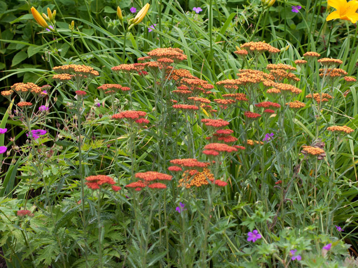 Achillea filipendulina 'Feuerland', Schafgarbe 'Feuerland', rote Goldquirl-Garbe