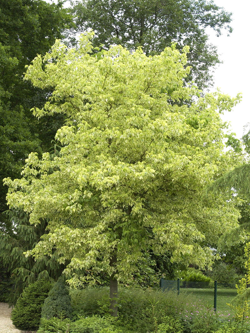 Acer negundo 'Aureo-Variegatum', Goldbunter Eschen-Ahorn