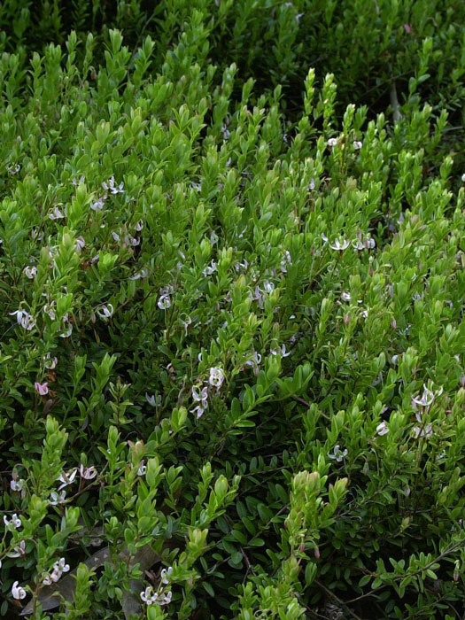 Cranberry, großfruchtige Moosbeere - Gesundheitsbeere