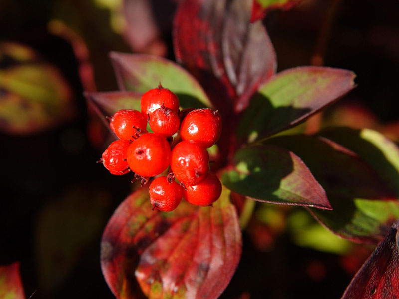 Cornus canadensis, Teppich-Hartriegel