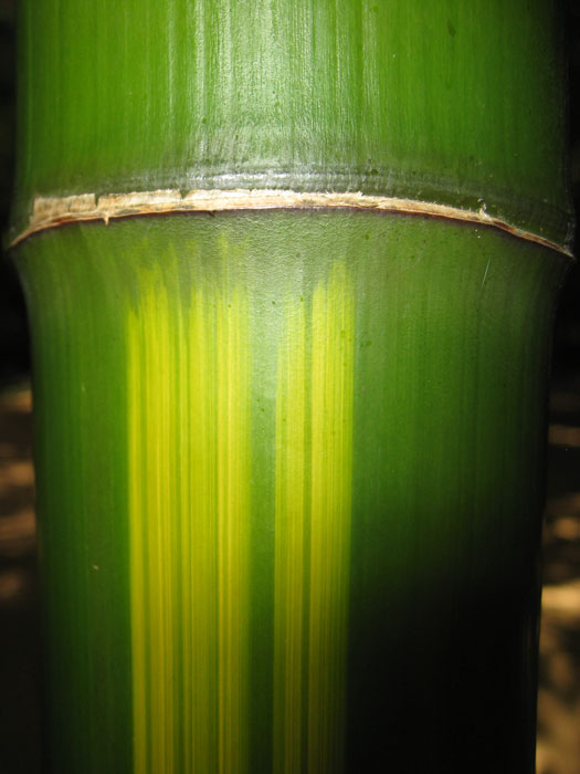 Phyllostachys vivax 'Huangwenzhu'