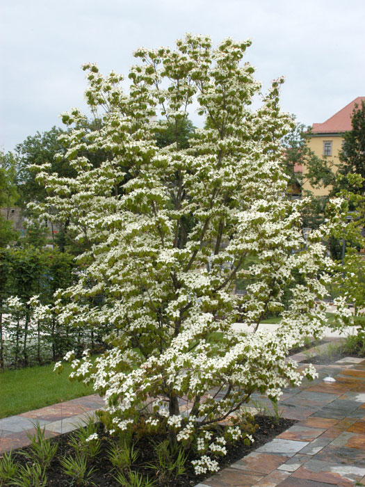 Der Chinesische Blumenhartriegel als Großstrauch