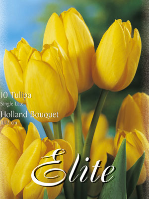 Triumph-Tulpe 'Holland Bouquet' (Art.Nr. 595220)