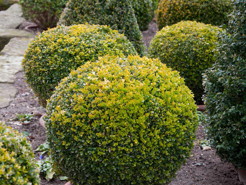 Buchsbaum-Kugel, Buxus