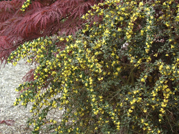 Die Warzenberberitze während der Blüte