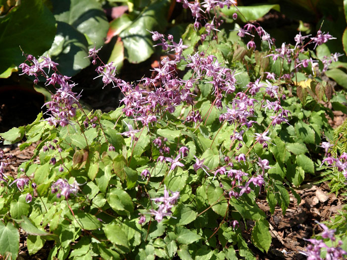 Die blühende Elfenblume 'Lilafee' im Beet