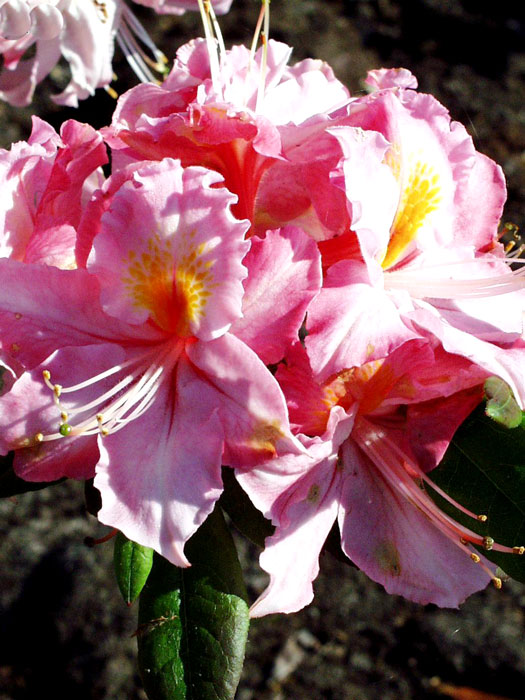 Rhododendron luteum 'Raimunde', sommergrüne japanische Gartenazalee