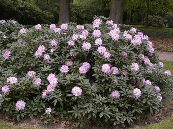 Rhododendron 'Brigitte'